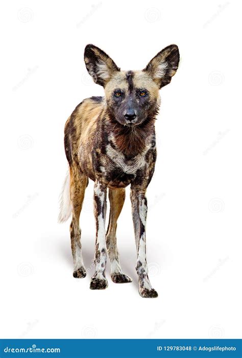 African Wild Painted Dog Isolated On White Stock Photo Image Of