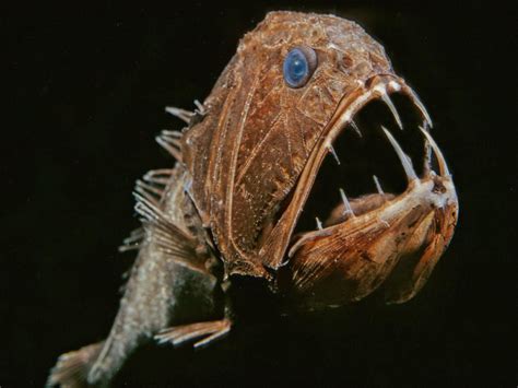 Deep Sea Creature Photos National Geographic Fauna Abisal Peces