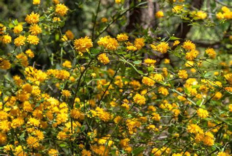 Identify Yellow Flowering Shrubs Best Flower Site