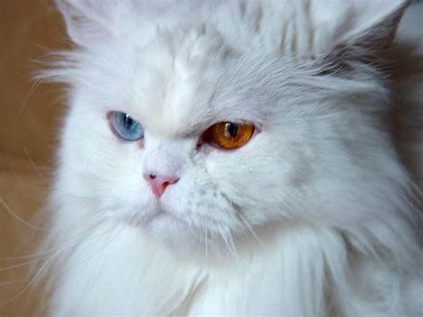The Alluring Beauty Of Felines With Heterochromia Understanding The Science Behind Multi