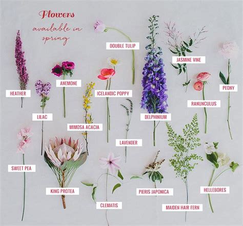 Seasonal Flower Guide Spring Artofit