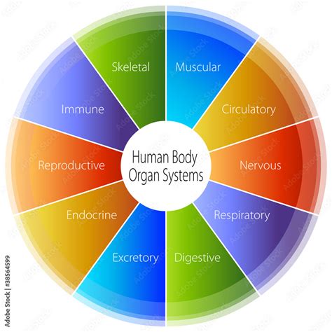 Human Body Organ Systems Chart Stock Vector Adobe Stock