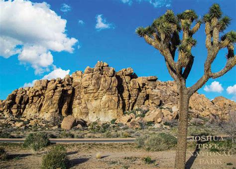 Joshua Tree National Park Mojave Desert Premium Quality 1000 Piece
