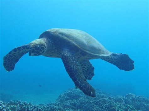 Sea Turtles On Maui Facts Sea Turtle Facts Turtle Facts Ocean Mammal