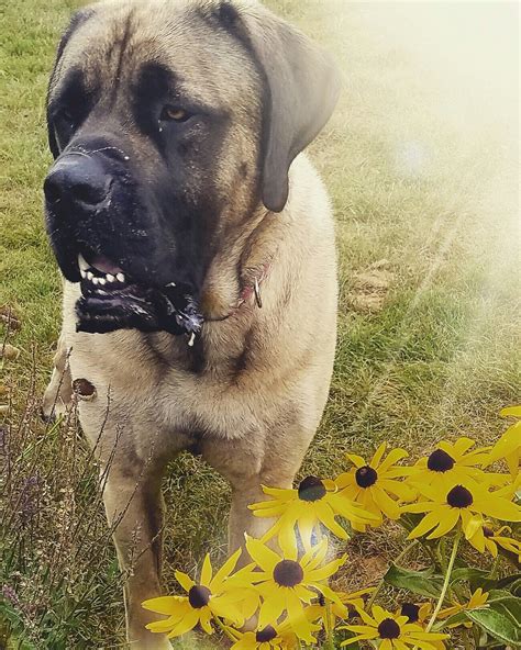 12 Amazing Ways Your Mastiff Will Change Your Life Extremely Sonderlives