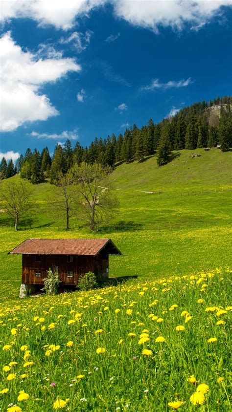 Pasture Bavarian Alps Germany Grass Green Field Flowers 750x1334