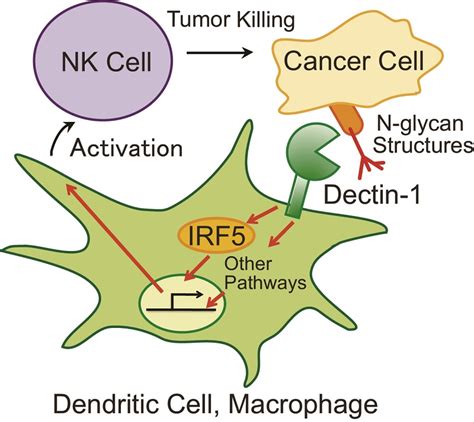Eradication Of Cancer Cells By Innate Immune System The University Of