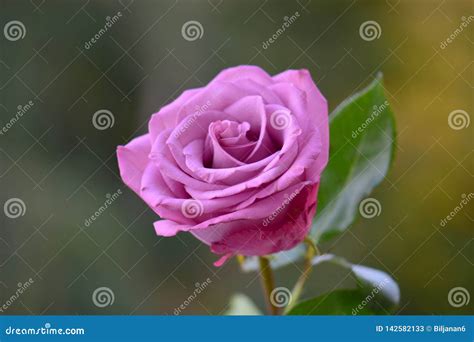 Beautiful Purple Rose Flower In The Garden Stock Image Image Of
