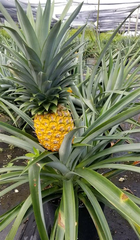 Edible Pineapple Plant Available This Spring Exclusively From Xlb Palm