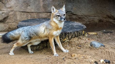 Pictures Of Foxes In Texas Pic Leg