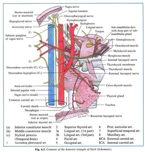 Severe twisting of arteries in the neck may lead to kinking which may occlude and hamper proper blood flow the two carotid arteries each on left and right side of neck supply blood to the brain. Neck mass - long case / short case « The journey of one thousand miles begins with one small step.