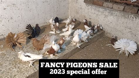 All Fancy Pigeons For Sale 80974 42412 Mumbai Youtube