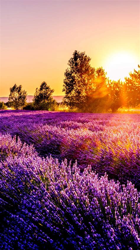 Field Flowers Sunset Drome France Wallpaper - [1080x1920]