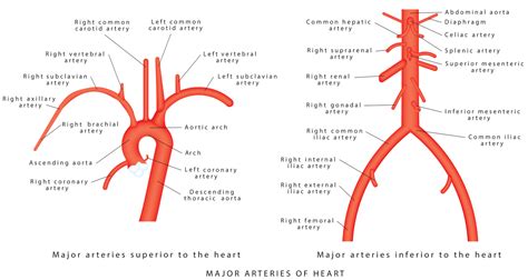 Explicación de la aorta Anatomía Para pacientes