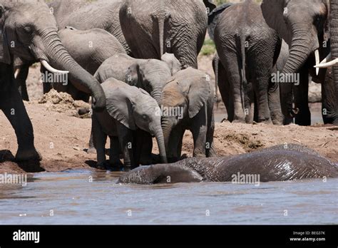 3 Lindos Bebés Elefantes Trago Juntos En Riverbank Frente A Bañarse En