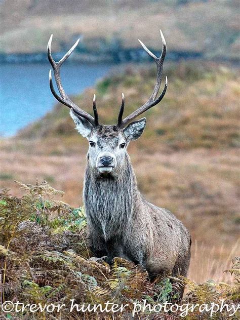 Image Of Red Deer Stag Stag Picture Scottish Stag Wildlife Photograph