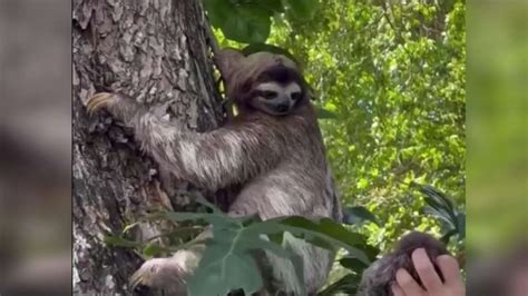 Watch The Reunion Of A Baby Sloth With His Mother After Falling From A