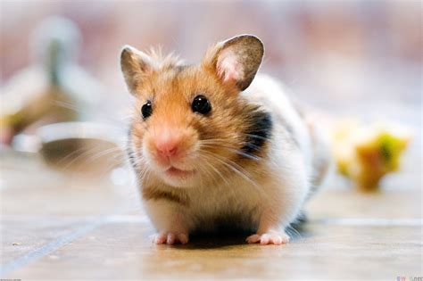 Incredibly Small Pets That You Can Have | BlogLet.com