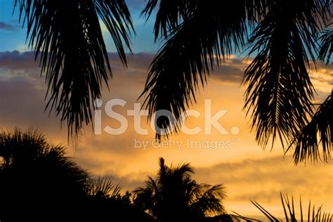 Palm Tree Silhouettes At Sunset Stock Photo Royalty Free Freeimages
