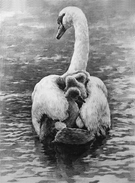 A Swan By Indiart3612 On Deviantart Pencil Drawings Of Animals