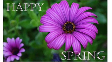 Happy Spring Spring Flowers Photography And Cards Cheer And Cherry
