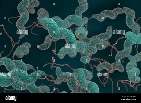 La Bacteria Campylobacter Jejuni D Muestra La Ilustraci N Fotograf A