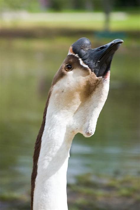 New Long Neck Goose  Photo Jeremygood Photos At