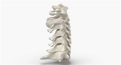 Mod Le D De Real Human Neck Cervical Vertebrae C To C Bones White