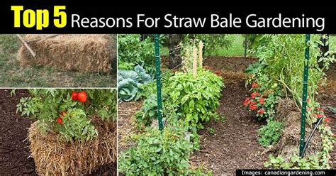 5 Top Reasons For A Straw Bale Garden