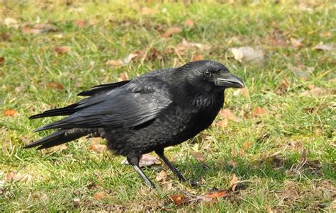 Crow Funeral What Is It Wilstar Science