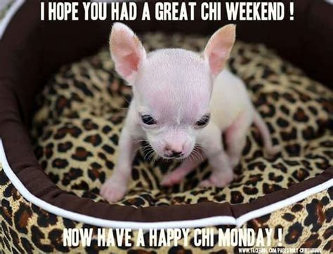 Happy Monday Animal Babies Baby Animals Cute Animals Cute Chihuahua