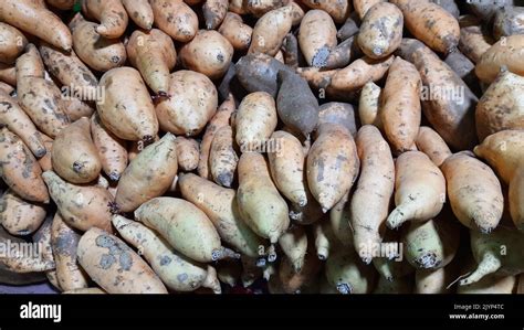 Ubi Cilembu Or Local Sweet Potato Ipomoea Batatas From Cilembu