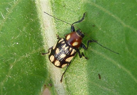 Bassareus Clathratus Case Bearing Leaf Beetle Species Photo Mark