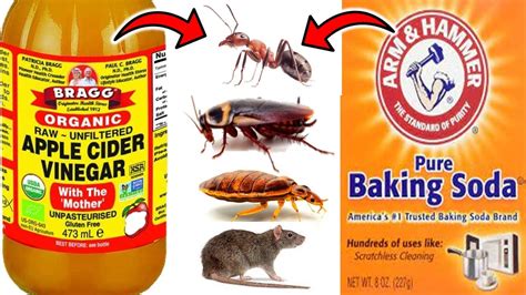 7 Effective Ways To Kill Pests With Baking Soda And Vinegar Youtube