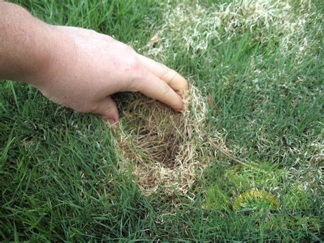 Dealing With Bentgrass Dead And Brown Spots In Your Lawn Lawnsavers