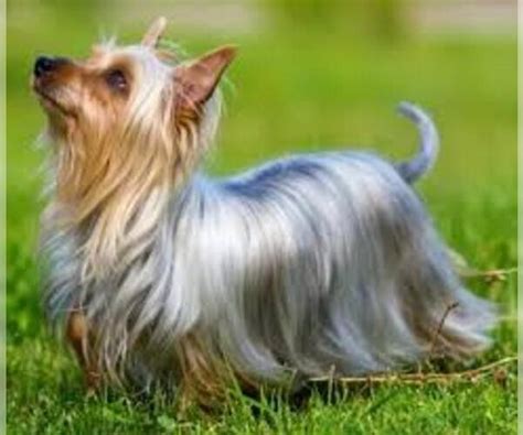 Silky Terrier Breed Information And Pictures On