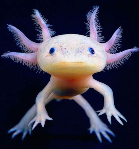 How to keep lobster alive overnight. 7 Interesting Facts About Axolotls - Can You Keep Axolotls ...