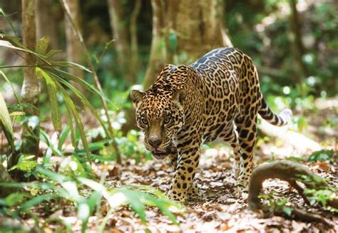 We did not find results for: Apenas 600 jaguares quedan vivos en Yucatán según expertos