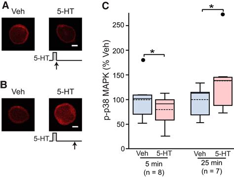 Biphasic Regulation Of P38 Mapk By Serotonin Contributes To The Efficacy Of Stimulus Protocols