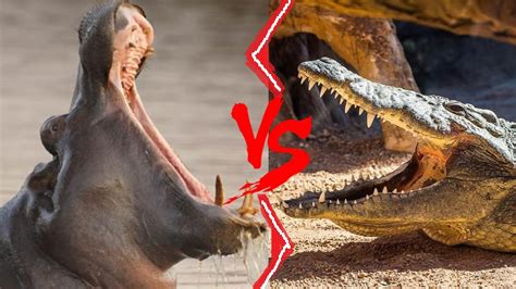 Hippo Vs Crocodile Hippo Vs Nile Crocodile Who Would Win Youtube