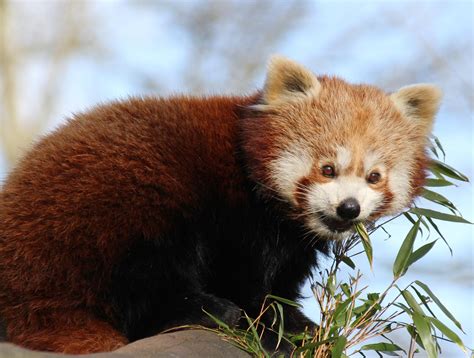 Wallpaper Red Panda Bamboo Animal Cute Hd Widescreen High