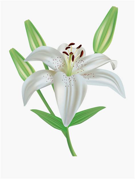 Lilly Flower Clipart 10 Free Cliparts Download Images On Clipground 2024