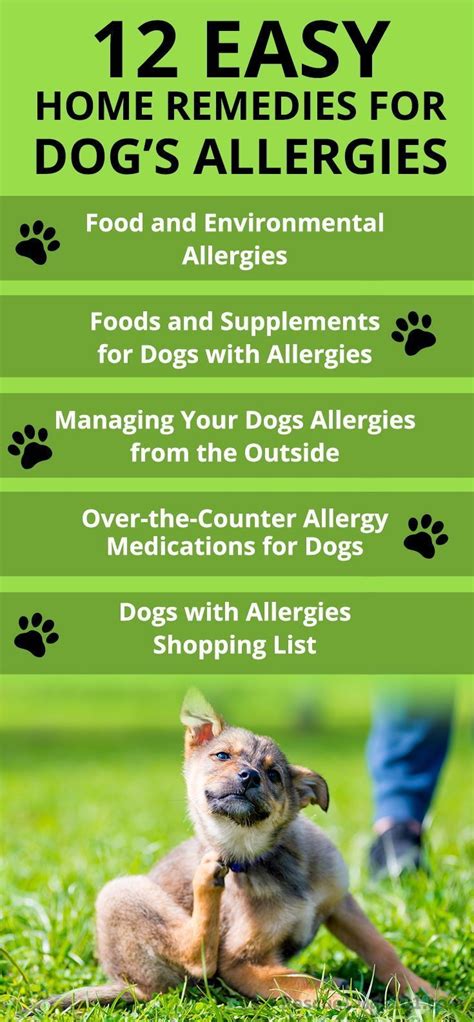 The Ultimate Guide To Home Remedies For Dog Allergies In 2020 Dog