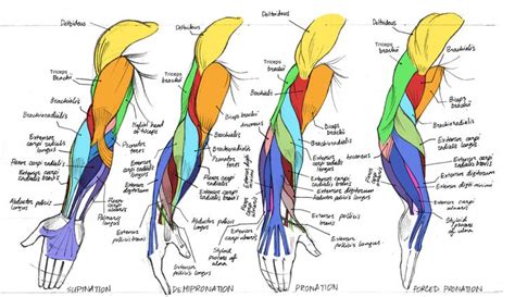 Arm anatomy, Anatomy reference, Human drawing reference