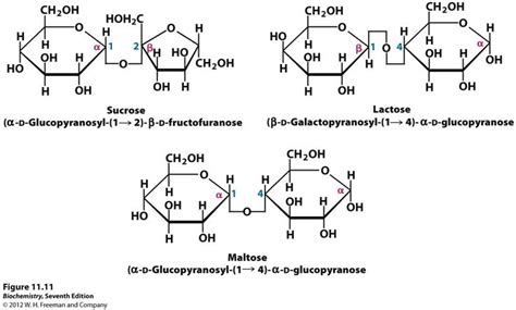 Maltose Sucrose And Lactose Chemistry Biochemistry Chemical Structure