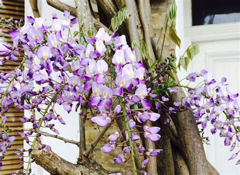 Others may have a mercurial fragrance that is both astonishing and vanishing at once. National Fragrance Week: Fragrant wisteria - The English ...