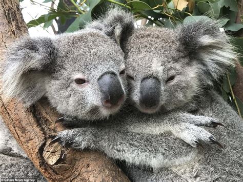 Adorable Photographs Show Cute Koalas Cuddling At A Reptile Park The Great Celebrity