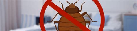 Bed Bug Exterminators In Brooklyn