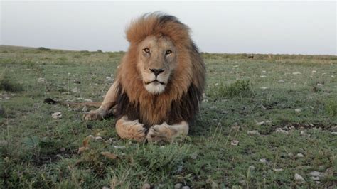 The Serengeti Lion National Geographic Magazine Life Of Lion Lions