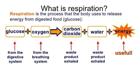 Usually, this process uses oxygen. Get 37+ Get Photosynthesis Equation And Cellular ...